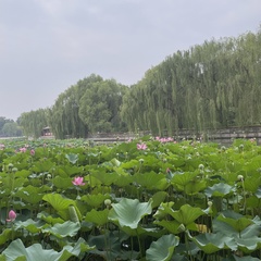 Nelumbo nucifera