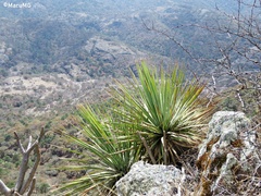 Dasylirion parryanum