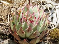 Echeveria agavoides