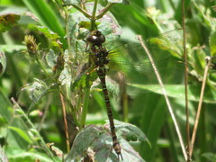 Rhionaeschna planaltica