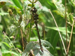 Rhionaeschna planaltica