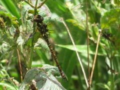 Rhionaeschna planaltica