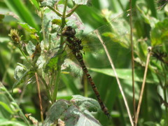Rhionaeschna planaltica