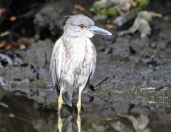 Image Associated With the Occurrence