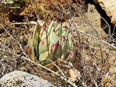 Echeveria agavoides