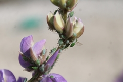Macrosiphum albifrons