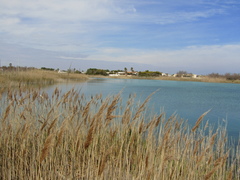 Phragmites australis