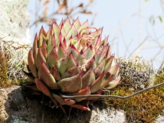 Echeveria agavoides