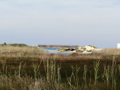 Phragmites australis