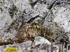 Echeveria agavoides