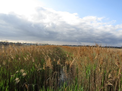 Phragmites australis
