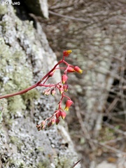 Echeveria agavoides