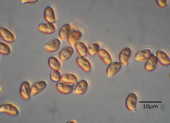 Inocybe violaceocaulis