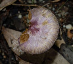 Inocybe violaceocaulis