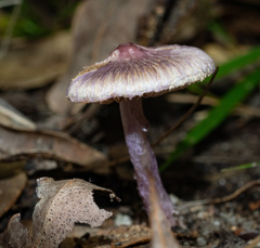 Inocybe violaceocaulis