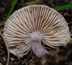 Inocybe violaceocaulis