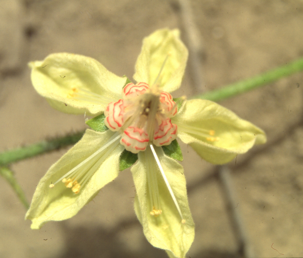 Nasa usquiliensis