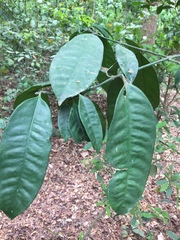 Garcinia kola