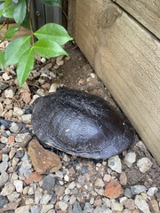 Chelodina