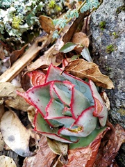 Echeveria subrigida