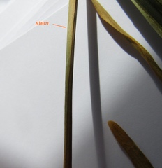 Allium nutans