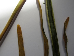 Allium nutans