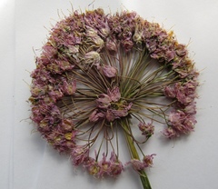 Allium nutans
