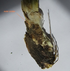 Allium nutans