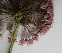 Allium nutans