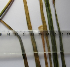 Allium nutans