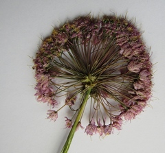 Allium nutans