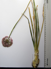 Allium nutans