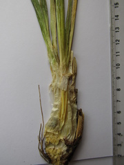 Allium nutans