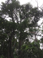 Mimusops andongensis