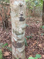 Mimusops andongensis