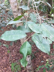 Mimusops andongensis