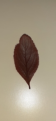 Magnoliopsida