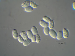 Amanita grisella
