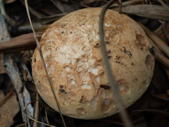 Amanita grisella