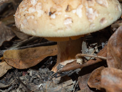 Amanita grisella