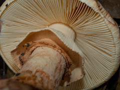 Amanita grisella