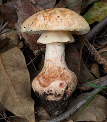 Amanita grisella