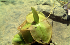 Pinguicula rosmarieae