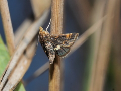 Pyrausta obfuscata