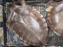 Carettochelys insculpta