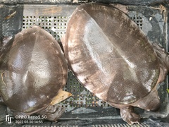 Carettochelys insculpta