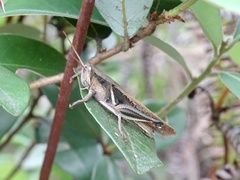 Stenocatantops mistshenkoi