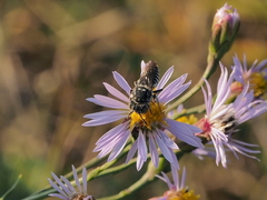 Coelioxys afer