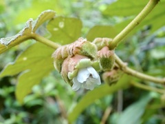 Rubus reflexus