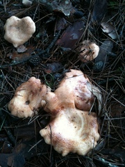 Lactarius chrysorrheus